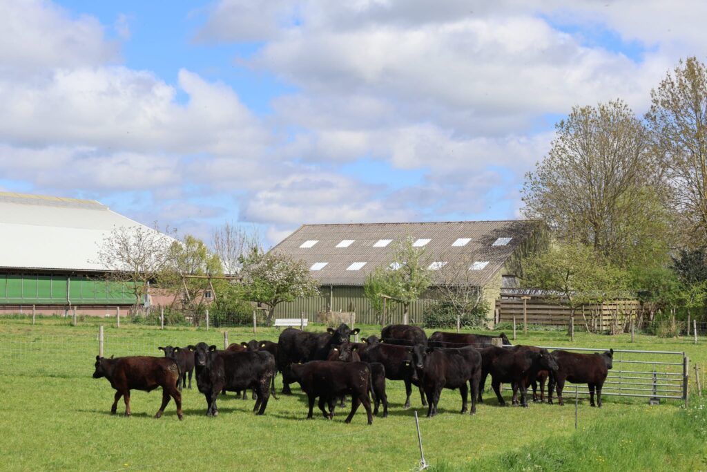 Black angus kudde voor de boomgaard