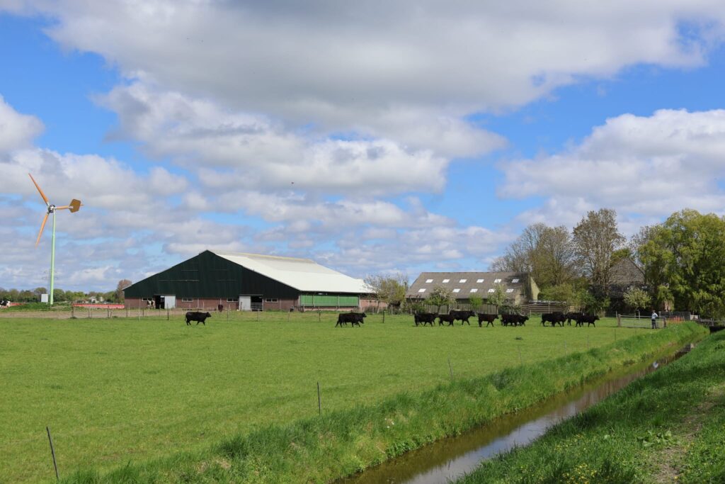 black Angus kudde met boerderij en molen