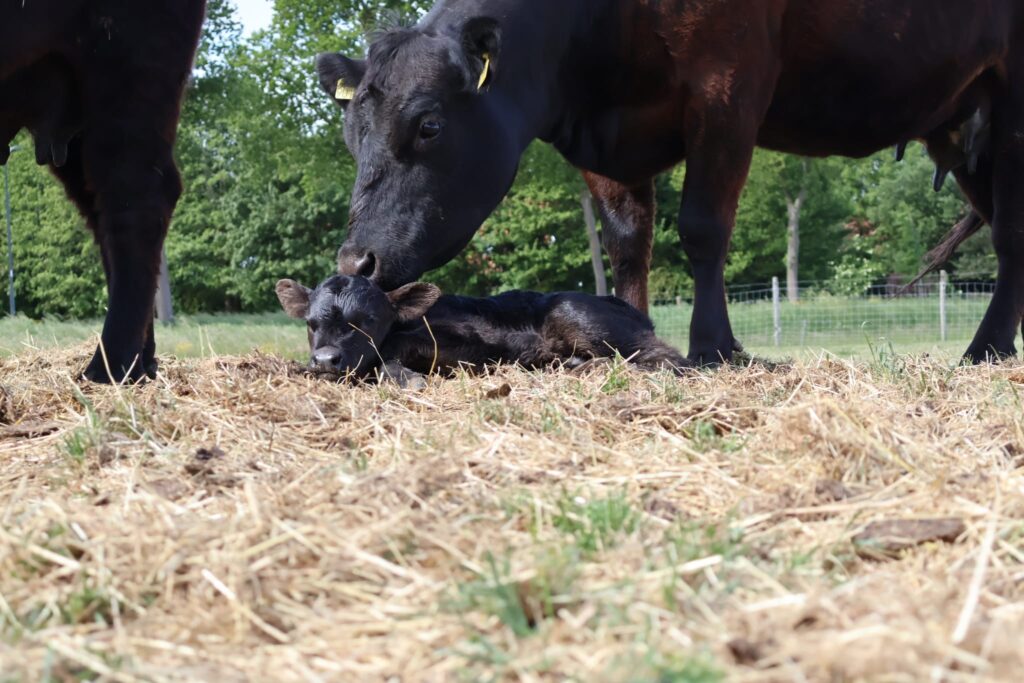 black angus moeder met kalfje in het hooi